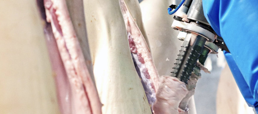MAREL BRINGS UNPARALLELED AUTOMATION TO PRIMARY PORK PROCESSING